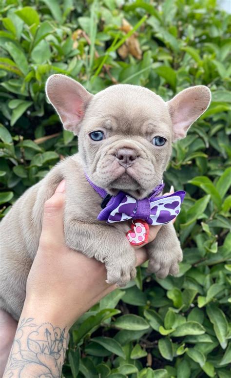 prada french bulldog|Prada is a French Bulldog puppy for sale in New London, CT.